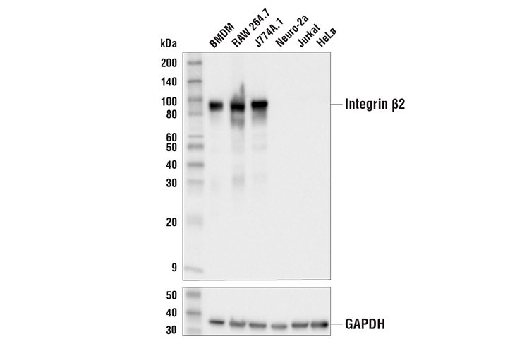 Western Blotting Image 1: Integrin β2 (E9O7W) Rabbit mAb (BSA and Azide Free)