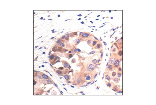 Immunohistochemistry Image 1: PABP1 Antibody
