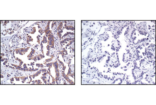 Immunohistochemistry Image 3: PABP1 Antibody