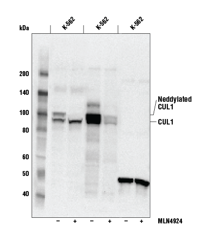 Western Blotting Image 1: CUL1 Antibody