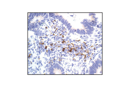 Immunohistochemistry Image 1: UBC3B Antibody