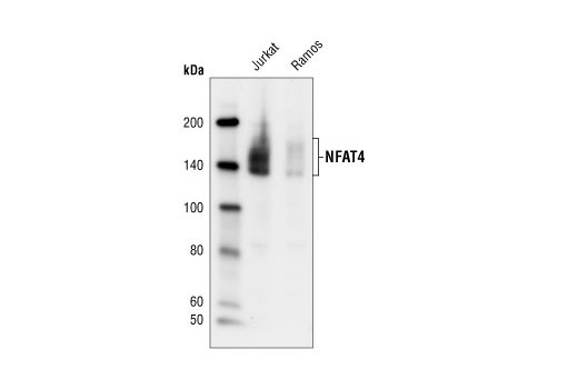 Western Blotting Image 1: NFAT4 Antibody