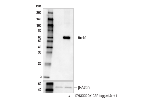 Western Blotting Image 1: DYKDDDDK Tag (D6W5B) Rabbit mAb (Binds to same epitope as Sigma's Anti-FLAG® M2 Antibody) (Biotinylated)
