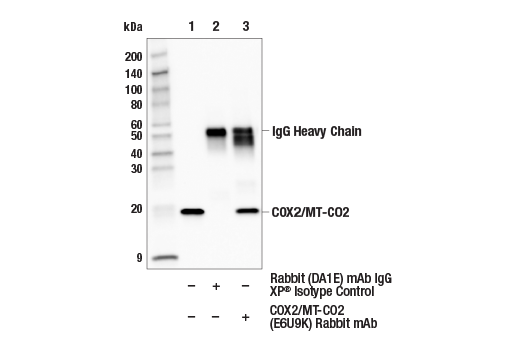 Immunoprecipitation Image 1: COX2/MT-CO2 (E6U9K) Rabbit mAb