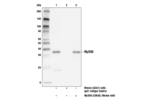 Immunoprecipitation Image 1: MyD88 (E9K4E) Mouse mAb
