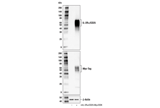 Western Blotting Image 1: IL-2Rα/CD25 (E4B2Z) XP® Rabbit mAb (BSA and Azide Free)