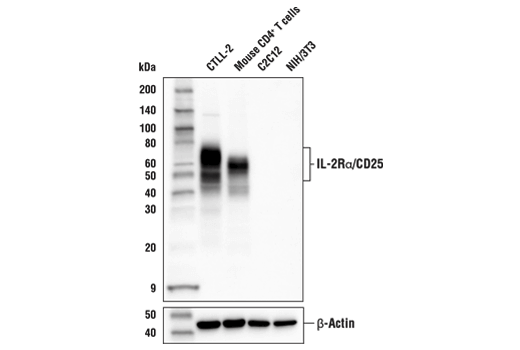 Western Blotting Image 2: IL-2Rα/CD25 (E4B2Z) XP® Rabbit mAb (BSA and Azide Free)