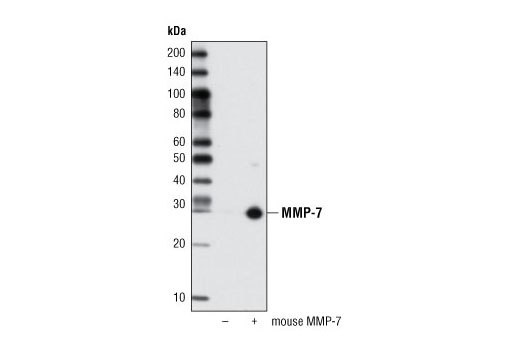 Western Blotting Image 2: MMP-7 (D4H5) XP® Rabbit mAb (BSA and Azide Free)