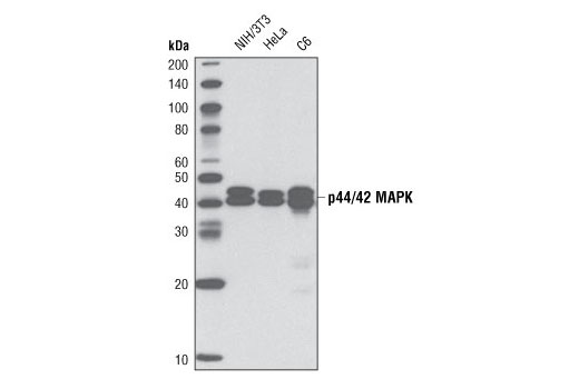 Western Blotting Image 1: p44/42 MAPK (Erk1/2) (137F5) Rabbit mAb (Biotinylated)