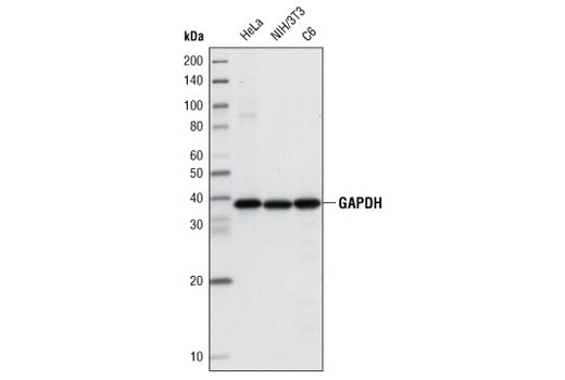 Western Blotting Image 1: GAPDH (14C10) Rabbit mAb (Biotinylated)