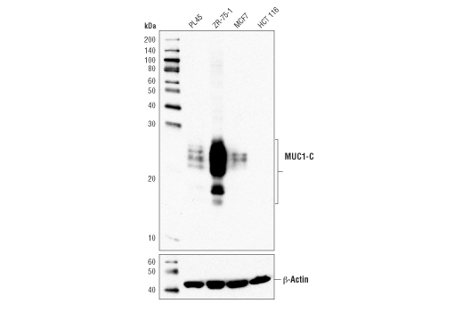 Western Blotting Image 1: MUC1-C (D5K9I) XP® Rabbit mAb (BSA and Azide Free)
