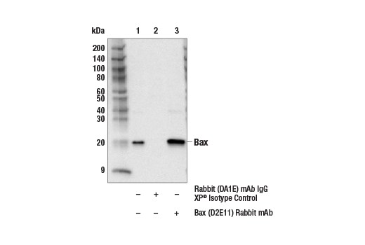 Immunoprecipitation Image 1: Bax (D2E11) Rabbit mAb