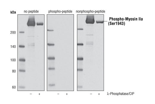 Western Blotting Image 2: Phospho-Myosin IIa (Ser1943) Antibody