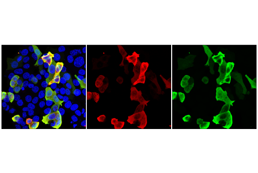 Immunofluorescence Image 1: HA-Tag (E1R3B) Mouse mAb