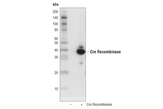 Western Blotting Image 1: Cre Recombinase (D7L7L) XP® Rabbit mAb (HRP Conjugate)