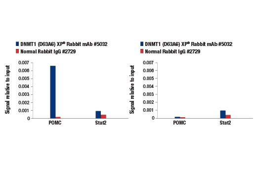 Chromatin Immunoprecipitation Image 1: DNMT1 (D63A6) XP® Rabbit mAb