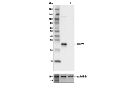 Western Blotting Image 1: HSP27 (E1J4D) Rabbit mAb (IHC Preferred)