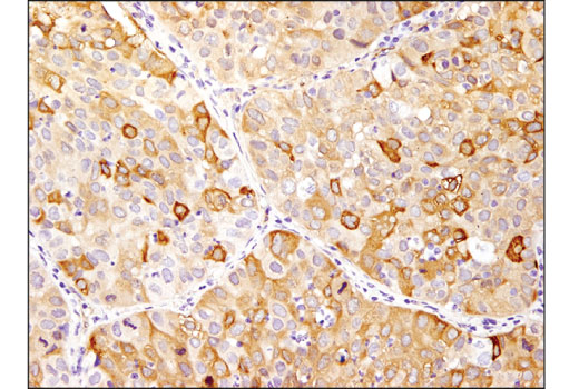 Immunohistochemistry Image 2: HSP27 (E1J4D) Rabbit mAb