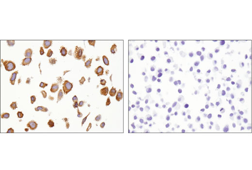 Immunohistochemistry Image 4: HSP27 (E1J4D) Rabbit mAb (IHC Preferred)