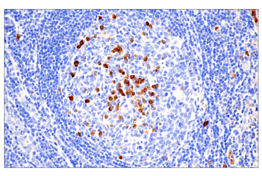 Immunohistochemistry Image 1: IgA (N1CLA) Mouse mAb
