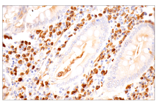 Immunohistochemistry Image 10: IgA (N1CLA) Mouse mAb