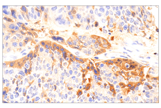 Immunohistochemistry Image 4: IgA (N1CLA) Mouse mAb