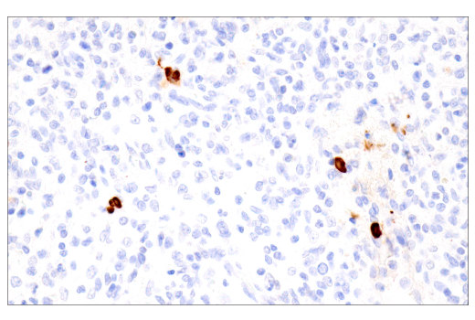 Immunohistochemistry Image 11: IgA (N1CLA) Mouse mAb