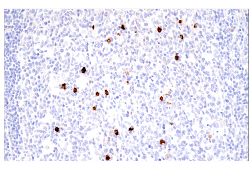 Immunohistochemistry Image 12: IgA (N1CLA) Mouse mAb