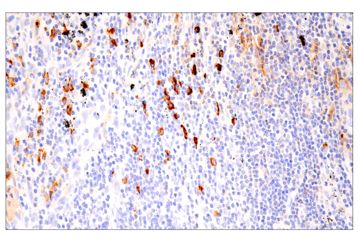 Immunohistochemistry Image 8: IgA (N1CLA) Mouse mAb