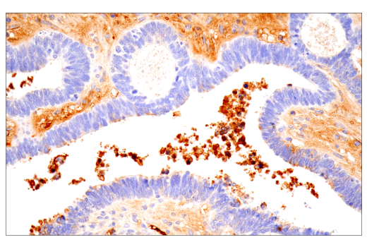 Immunohistochemistry Image 7: IgA (N1CLA) Mouse mAb