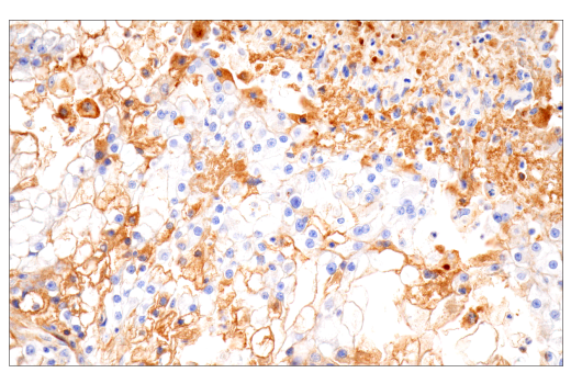 Immunohistochemistry Image 2: IgA (N1CLA) Mouse mAb