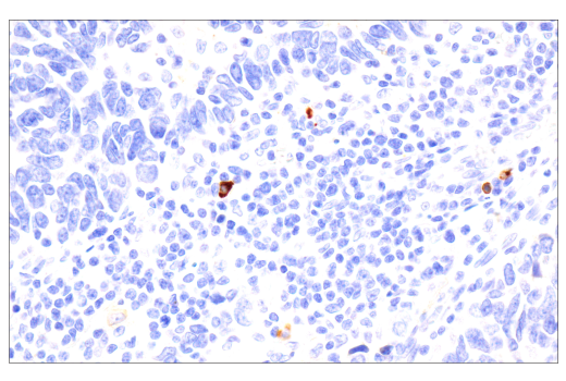 Immunohistochemistry Image 5: IgA (N1CLA) Mouse mAb