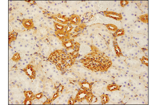 Immunohistochemistry Image 2: VAMP2 (D6O1A) Rabbit mAb (BSA and Azide Free)