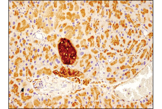 Immunohistochemistry Image 3: VAMP2 (D6O1A) Rabbit mAb (BSA and Azide Free)