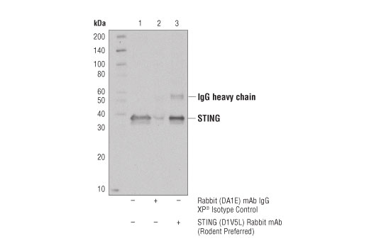  Image 13: Mouse-Reactive STING Pathway Antibody Sampler Kit