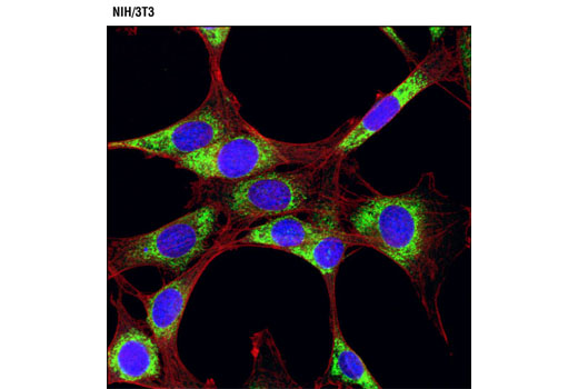 Immunofluorescence Image 1: PDI (C81H6) Rabbit mAb (Alexa Fluor® 488 Conjugate)