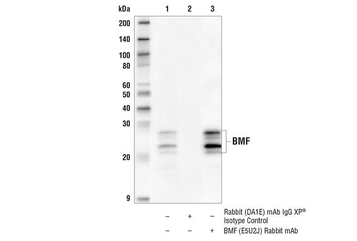 Immunoprecipitation Image 1: BMF (E5U2J) Rabbit mAb
