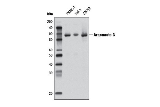  Image 3: Argonaute Antibody Sampler Kit