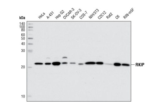 Western Blotting Image 1: RKIP (G38) Antibody