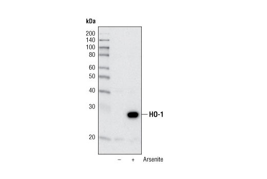 Western Blotting Image 1: HO-1 (P249) Antibody