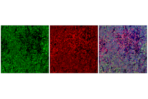 Immunofluorescence Image 1: TCF1/TCF7 (E6O1K) Rabbit mAb (Alexa Fluor® 488 Conjugate)