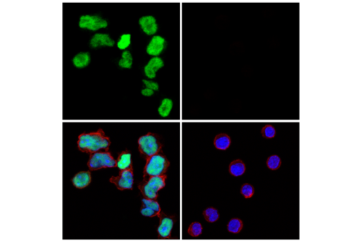 Immunofluorescence Image 3: TCF1/TCF7 (E6O1K) Rabbit mAb (Alexa Fluor® 488 Conjugate)