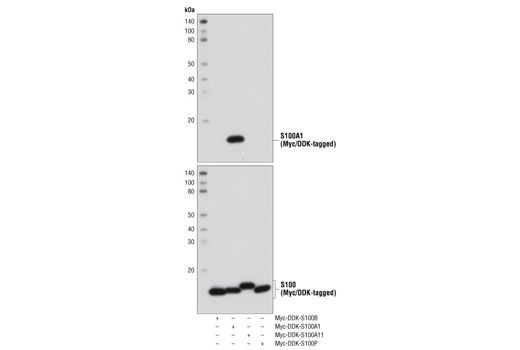Western Blotting Image 2: S100A1 Antibody