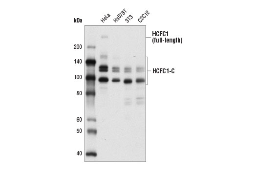 Western Blotting Image 1: HCFC1 Antibody (Carboxy-terminal Antigen)