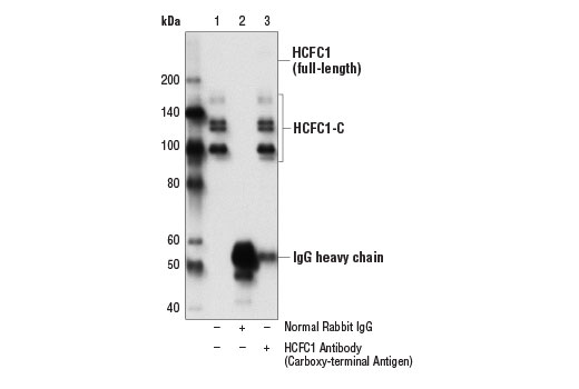 Immunoprecipitation Image 1: HCFC1 Antibody (Carboxy-terminal Antigen)