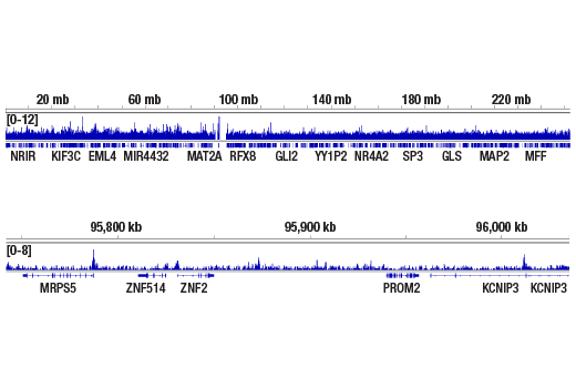 Chromatin Immunoprecipitation Image 2: H2A.Z (E9M5G) Rabbit mAb