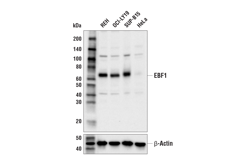 Western Blotting Image 1: EBF1 Antibody