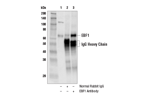 Immunoprecipitation Image 1: EBF1 Antibody