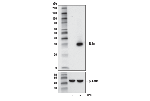 Western Blotting Image 1: IL-1α (D4F3S) Rabbit mAb (Mouse Specific)
