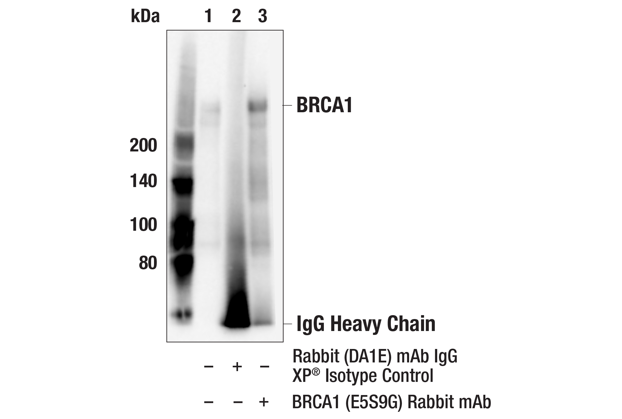 Immunoprecipitation Image 1: BRCA1 (E5S9G) Rabbit mAb